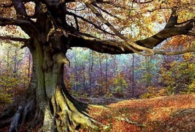 Англия, Лес Дина (Forest of Dean)